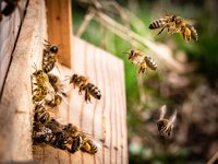 De voor- en nadelen van wespen in de natuur