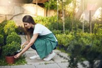 Groot plantenaanbod voor een groene tuin