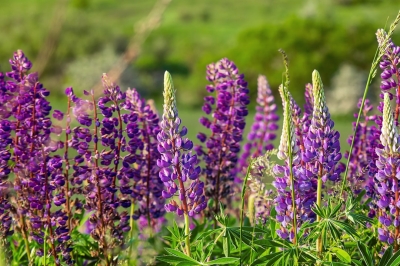Waarom lupine dit voorjaar in elke Nederlandse tuin staat