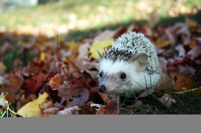 Laat de bladeren liggen, je tuin wordt je dankbaar
