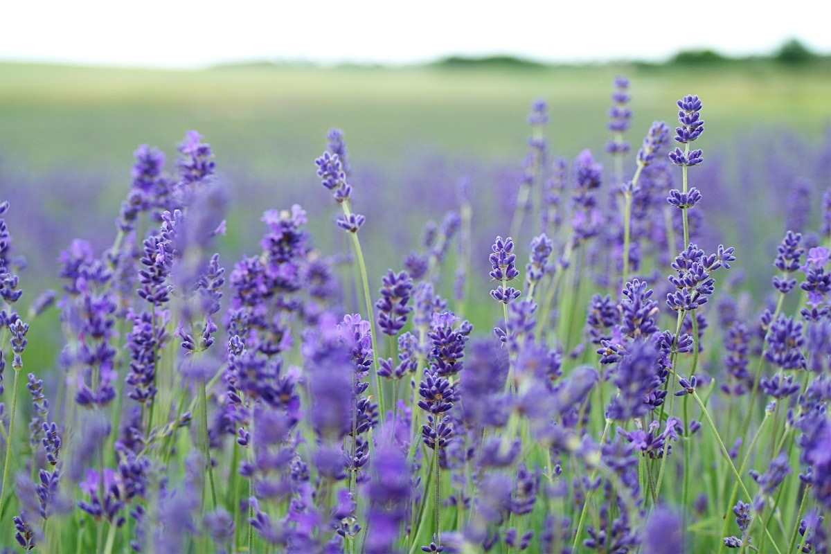 Deze planten overleven een hittegolf moeiteloos